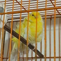 قناری نر فر آجی|پرنده|سمنان, |دیوار