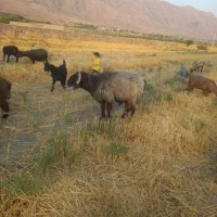 قوچ|حیوانات مزرعه|نورآباد ممسنی, |دیوار