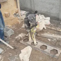 سگ عراقی|سگ|صوفیان, |دیوار