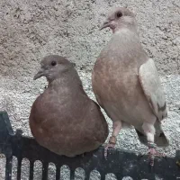 جوجه با حلقه سفید