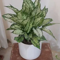 گلهای زیبا|گل و گیاه طبیعی|بجنورد, |دیوار