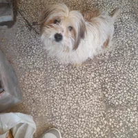 شیتزو تریر نر