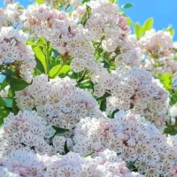 فروش سه دونه بوقلمون ماده تخم گذار