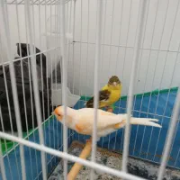 نرو ماده قناری ب شرط