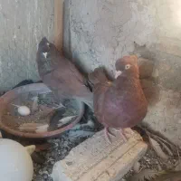 کبوتر سرخ و زاغ آبادانی|پرنده|اصفهان, گورتان|دیوار