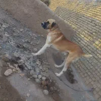 واگذاری سرپرستی حیوانات