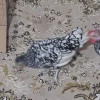 مرغ و خروس مینیاتوری