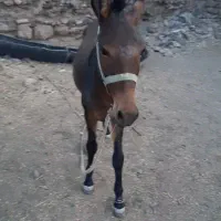 قاطر