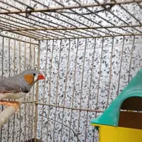 فنچ|پرنده|خمینی‌شهر, |دیوار