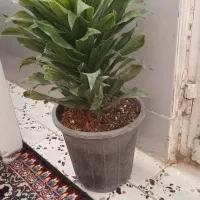 گل.|گل و گیاه طبیعی|نیشابور, رحمت آباد|دیوار
