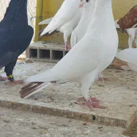 دمسرخ|پرنده|زاهدان, |دیوار