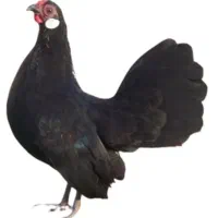 مرغ و خروس منیاتور|حیوانات مزرعه|قرچک, قشلاق جیتو|دیوار