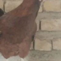مرغ اصل محلی