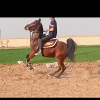 اسب مادیان ترک