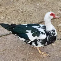 اردک سیکو|حیوانات مزرعه|آبدان, |دیوار