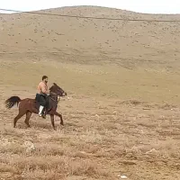 اسب مادیان 6سال