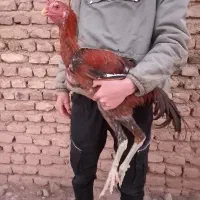 خروس لاری اصیل|حیوانات مزرعه|تربت‌حیدریه, میدان مرکزی|دیوار