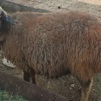 میش|حیوانات مزرعه|خمینی‌شهر, |دیوار