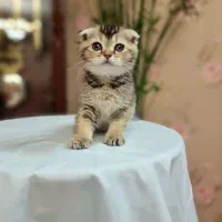 اسکاتیش گلد چینچیلا