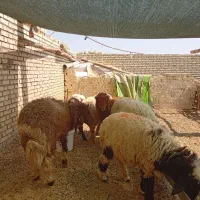بره نر و ماده|حیوانات مزرعه|چمران, |دیوار