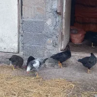 جوجه مرغ ۳ ماهه