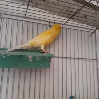 قناری نر دستی|پرنده|اصفهان, رحیم‌آباد|دیوار
