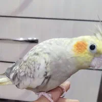 عروس هلندی و مرغ عشق|پرنده|آبادان, |دیوار