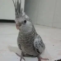 عروس هلندی گمشده