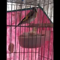 سهره اگهی بخون لطفا