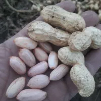 بادام زمینی اطلس آفتاب خشک