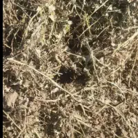 یونجه‌ بادام‌ زمینی