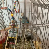 طوطی برزیلی و عروس هلندی|پرنده|باقرشهر, |دیوار