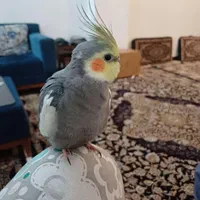 عروس هلندی گمشده