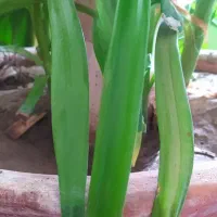 فروش ویژه گل موزی زیر قیمت اصلی