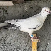 کفتر رنگه پرشی ابلغ دمبی سوسکی چپ|پرنده|مشهد, آزادشهر|دیوار