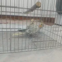 طوطی عروس|پرنده|رباط‌کریم, منجیل آباد|دیوار