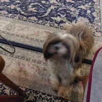 شیتزو پاگ مهربون دوست داشتنی تربیت شده