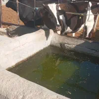 گوساله ماده.کشتاری