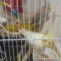 یک جفت عروس و یک جفت فنج باقفس|پرنده|ساوه, |دیوار