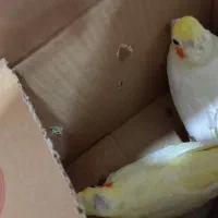پرنده