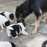 بچه سگ ها مجانی|سگ|کوچصفهان, |دیوار