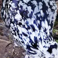 تخم گلین|حیوانات مزرعه|تبریز, |دیوار