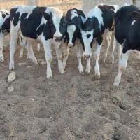 گاو گوساله نر