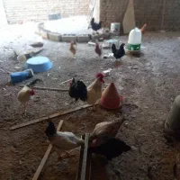 مرغ تخم گذار و خروس رسمی جوان|حیوانات مزرعه|یزد, |دیوار