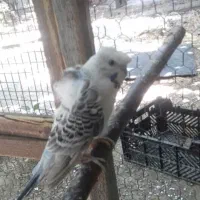 مرغ عشق ماده پروانه ای