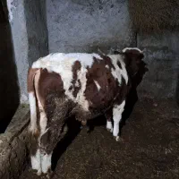 گوساله|حیوانات مزرعه|دیواندره, |دیوار