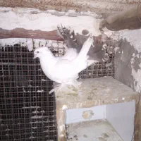 فروش چند جفت پرنده