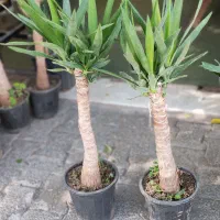 گل-گلخانه-گلخونه|گل و گیاه طبیعی|مشهد, شهید مطهری|دیوار