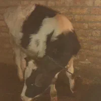 فروشی|حیوانات مزرعه|کوهرنگ, |دیوار