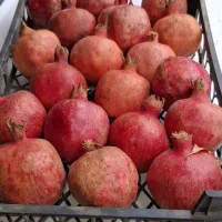 انار بازاری قرمز و آبدار|حراج|طرهان, |دیوار